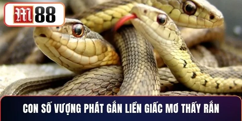 Con số vượng phát gắn liền giấc mơ thấy rắn