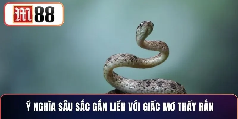 Ý nghĩa sâu sắc gắn liền với giấc mơ thấy rắn